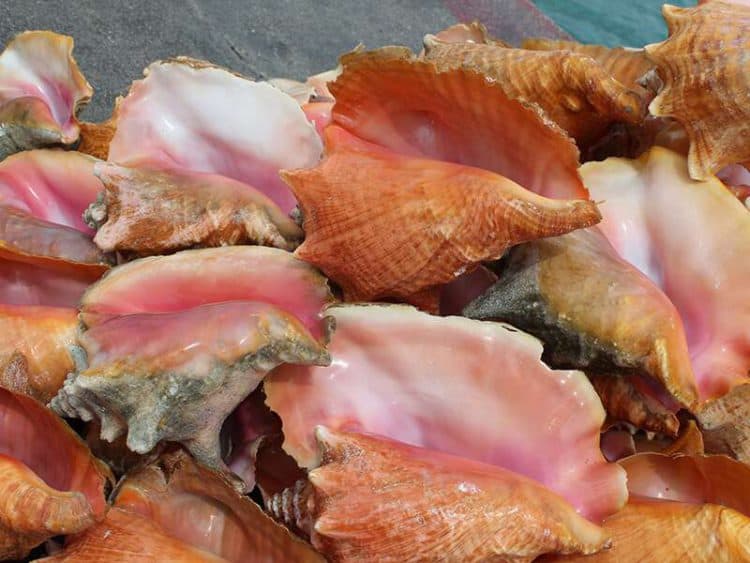 What Does Conch Taste Like? - Let's Talk About It Like A Pro